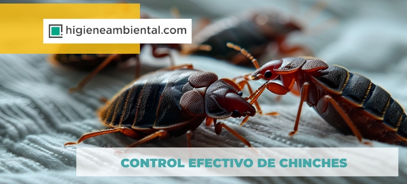 chinches de la cama