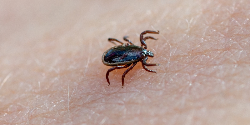 artrópodos vectores