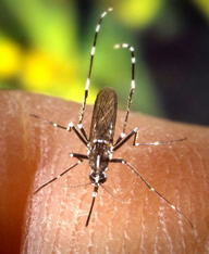 aedes albopictus