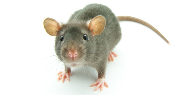 control integrado de plagas