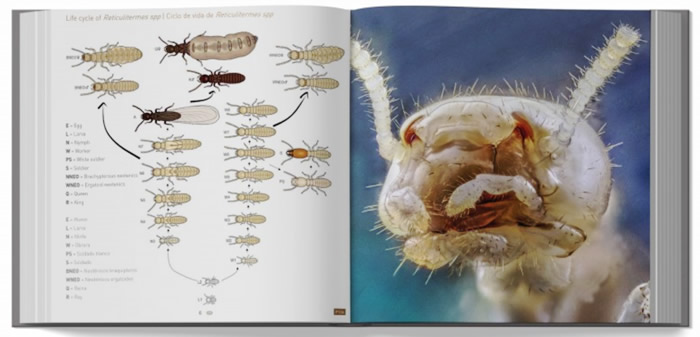 660 Fotografías sobre las termitas y su control