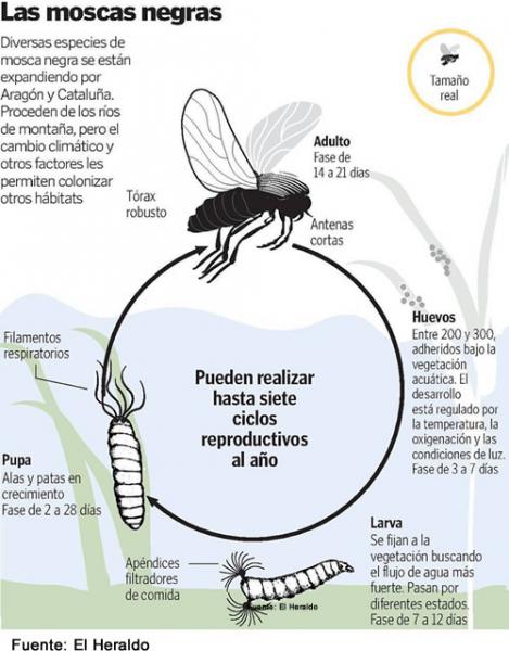 mosca negra