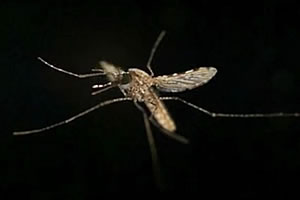 mosquito