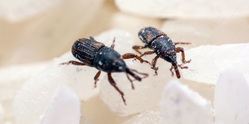 control de plagas por anoxia