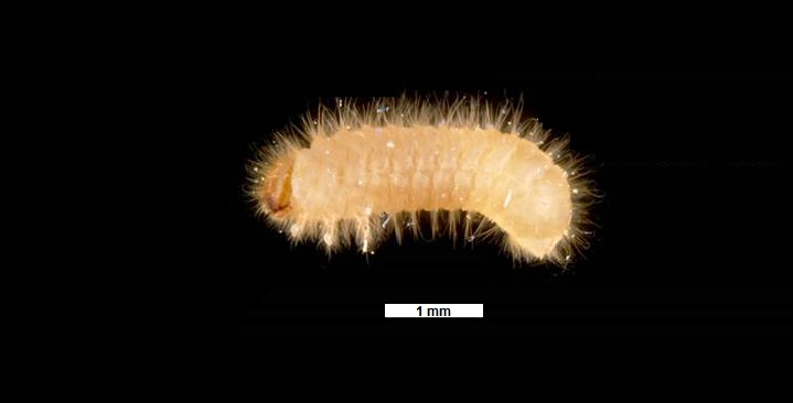 escarabajo del tabaco