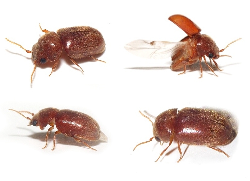 escarabajo del tabaco