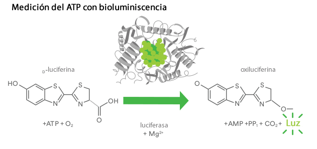 Bioluminiscencia: el control rápido de la higiene en la industria alimentaria 