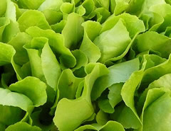 salmonella norovirus