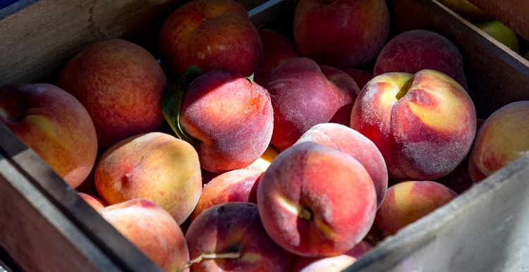 seguridad alimentaria