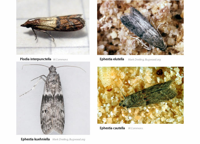 Feromonas contra las polillas en alimentos almacenados