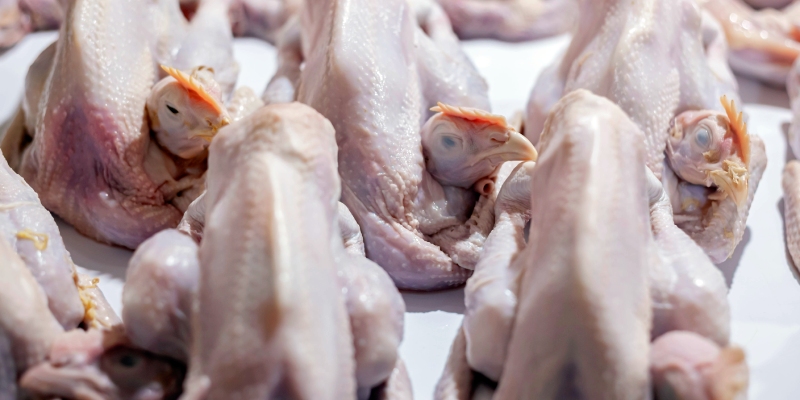 inspeccion post mortem en mataderos