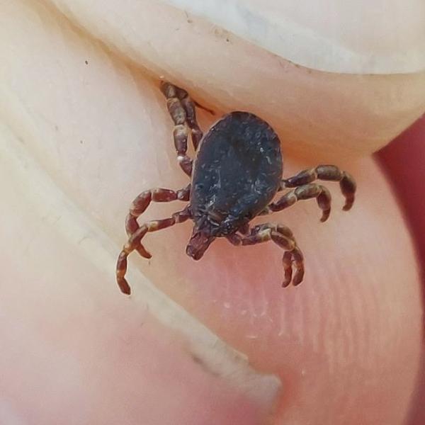 garrapatas-carlos-pradera