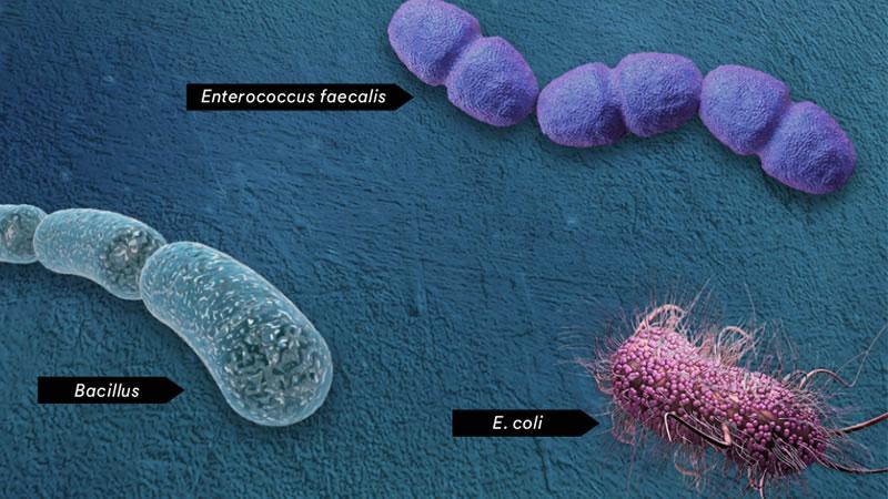 seguridad alimentaria
