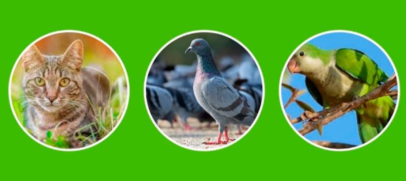 gestión de organismos nocivos