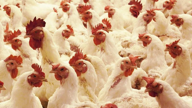 seguridad alimentaria