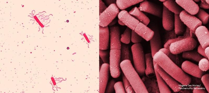 seguridad alimentaria