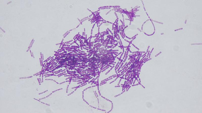 bacillus thuringiensis