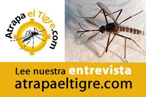 mosquito tigre
