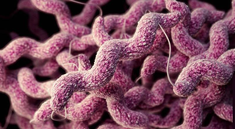 campylobacter