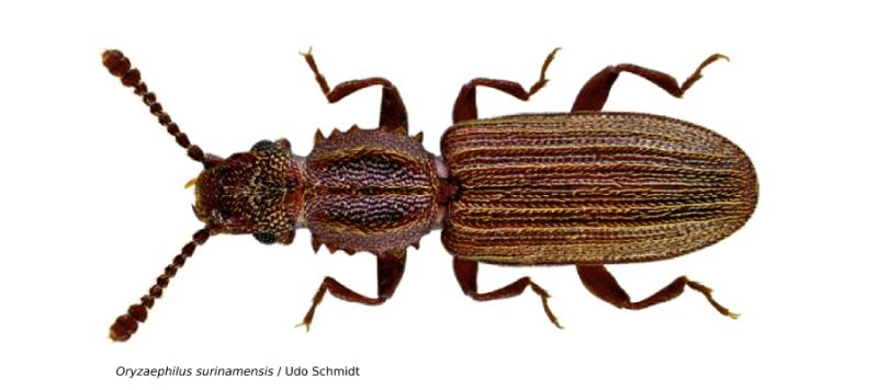 plagas en granos almacenados