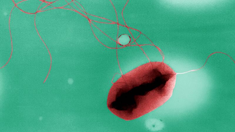 E.coli