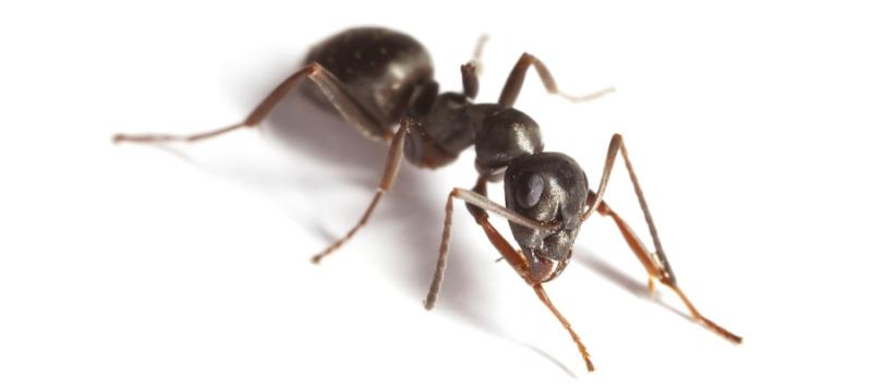 control de hormigas