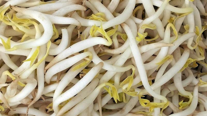 seguridad alimentaria