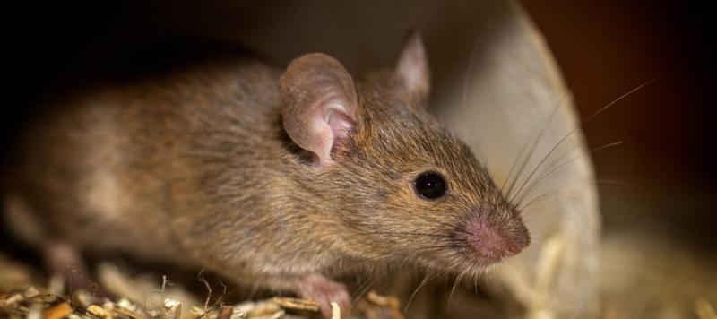 rodenticidas anticoagulantes