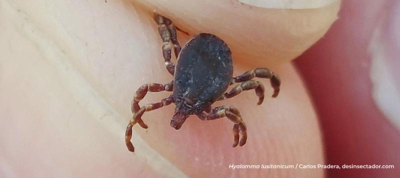 garrapatas
