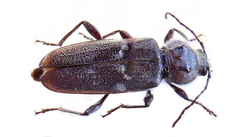 tratamiento de la madera