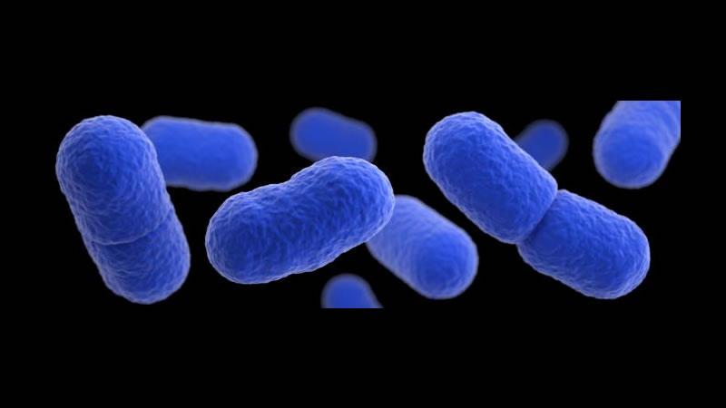 listeria