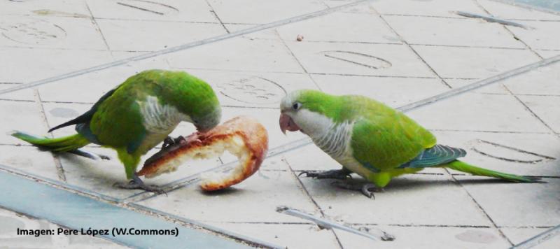 cotorras
