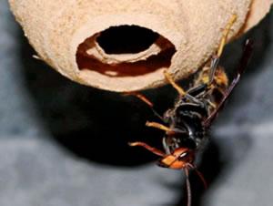 avispa asiática