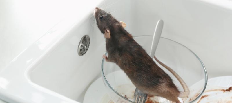 rodenticidas anticoagulantes