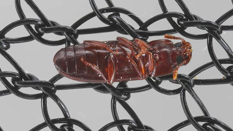 seguridad alimentaria