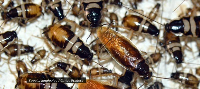 cucarachas