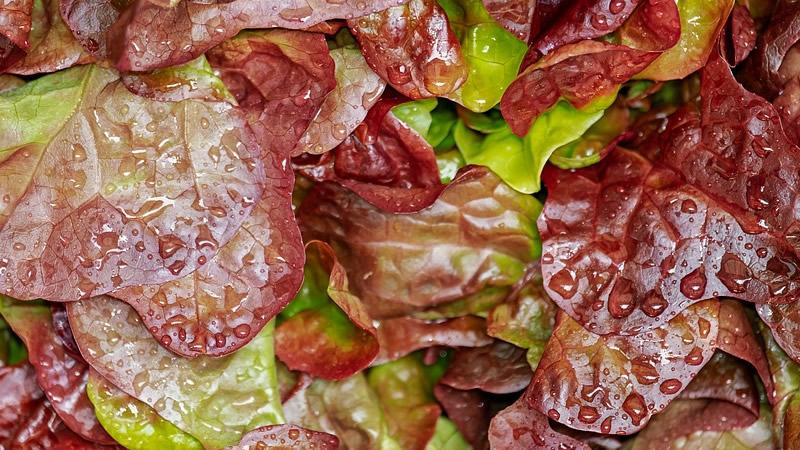 seguridad alimentaria