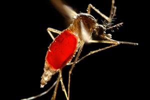 aedes aegypti