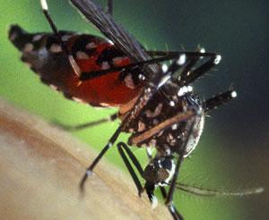 aedes albopictus