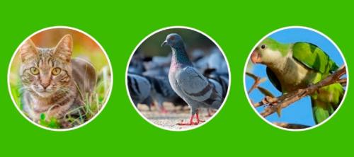 gestión de organismos nocivos