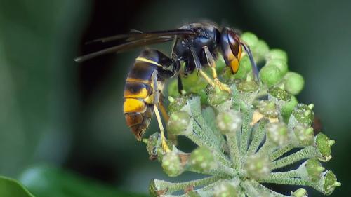 avispa asiática