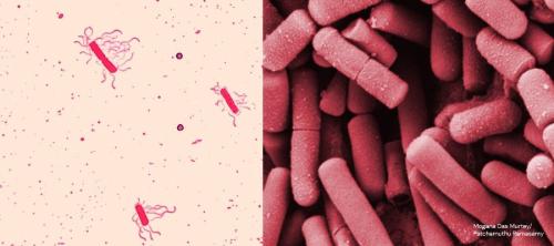 seguridad alimentaria