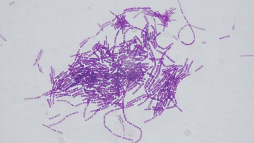 bacillus thuringiensis