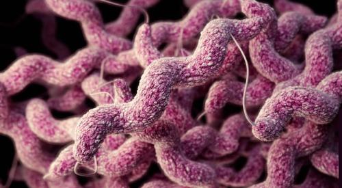 campylobacter