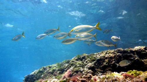 seguridad alimentaria