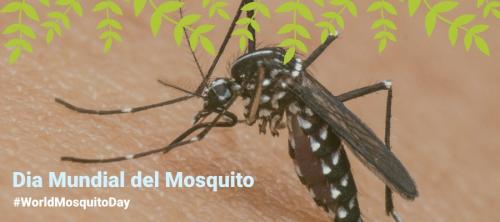mosquito