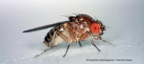 mosca de la fruta