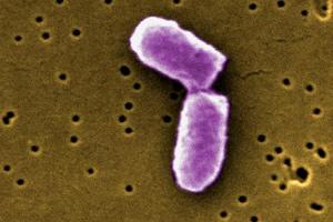 E.coli