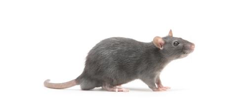 rodenticidas anticoagulantes