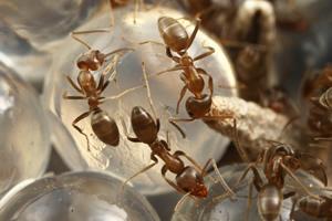 hormigas